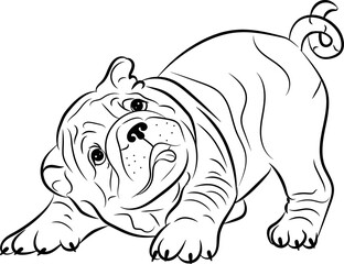 French bulldog puppy. Hand drawn cartoon portrait vector illustration. Funny french bulldog puppy sitting and looking forward.Vector black and white drawing.