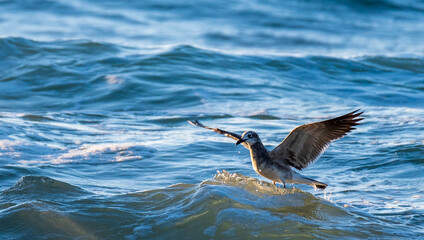Seagulls Fishing in the Ocean
