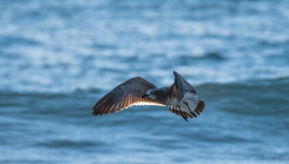 Seagulls Fishing in the Ocean
