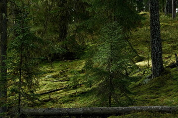 Sunlight breaks through the branches of a green forest in autumn Karelia
