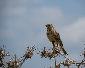 Aves en marismas y humedales