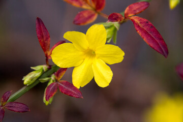 Yellow Flower on a Branch