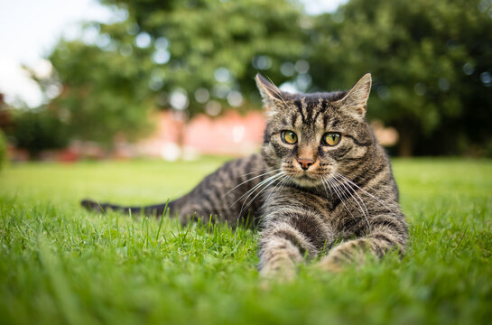 Tabby cat curiously lies on the grass outdoors on a summer background and watches. Gray-brown cat looks funny to the right.