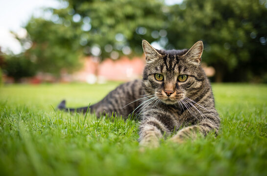 Tabby cat curiously lies on the grass outdoors on a summer background and watches. Gray-brown cat looks to the ground.