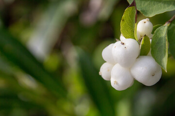 Obraz na płótnie Canvas White Berries in Autumn