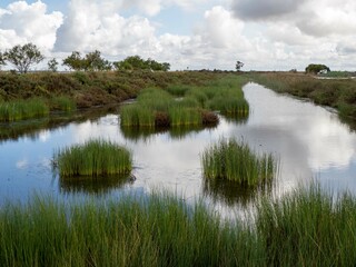 Aves en marismas y humedales