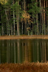Trunks of the autumn Karelian forest and reflection in the swamp