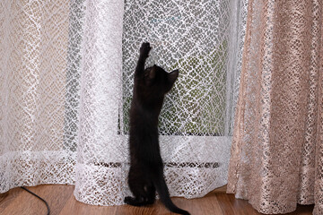 A black kitten climbs the curtain closeup