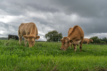 cows in the field