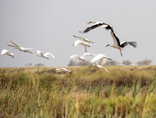 Aves en marismas y humedales