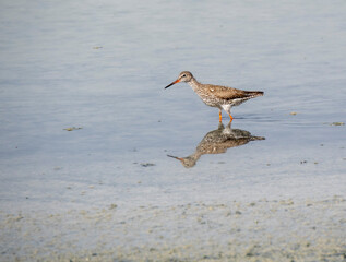 Aves en marismas y humedales