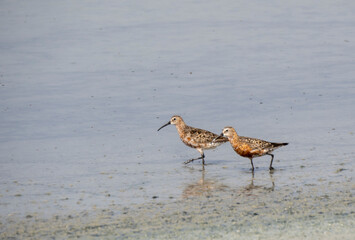 Aves en marismas y humedales