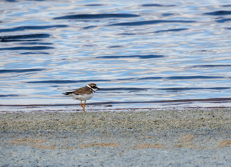 Aves en marismas y humedales