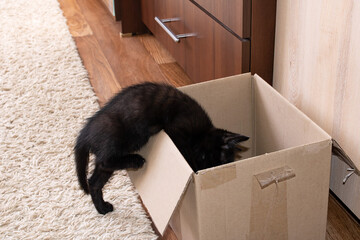Little black kitten climbs into a box