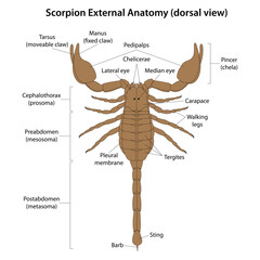 Scorpion External Anatomy (dorsal view)