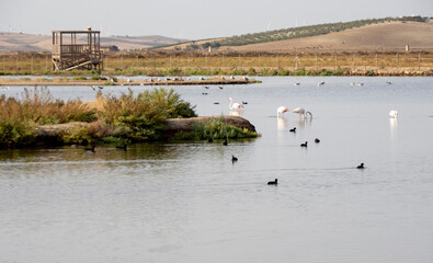 Aves en marismas y humedales