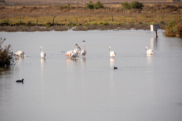 Aves en marismas y humedales