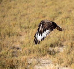 Aves en marismas y humedales