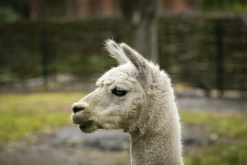Obraz premium Close up shot of llama with white fur in a zoo.