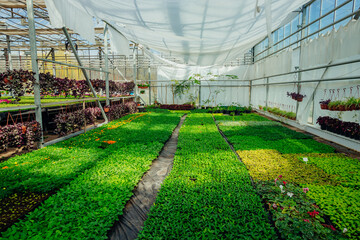 Fototapeta premium Growing of seedlings of decorative plants in modern greenhouse