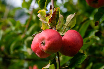 Reife rote Äpfel an einem Apfelbaum bereit zur Ernte und zum pflücken. Es ist Herbst.