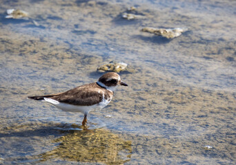 Aves en marismas y humedales