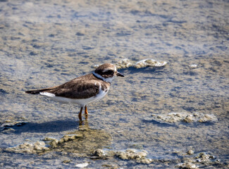 Aves en marismas y humedales
