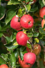 Reife rote Äpfel an einem Apfelbaum bereit zur Ernte und zum pflücken. Es ist Herbst.