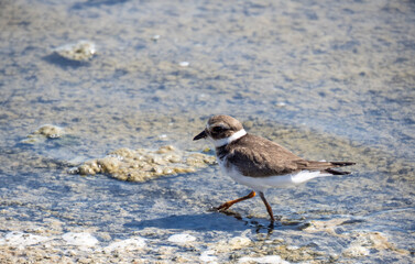 Aves en marismas y humedales