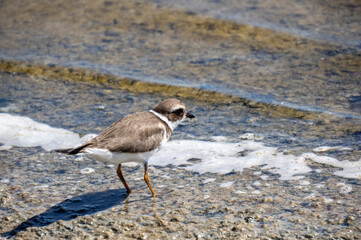 Aves en marismas y humedales