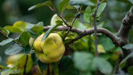 folha, planta, verde, árvore, branco, galho, natureza, flor, fresco, primavera, natural, erva, crescimento, alimento, flora