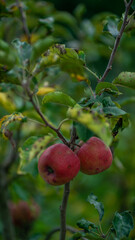 folha, planta, verde, árvore, branco, galho, natureza, flor, fresco, primavera, natural, erva, crescimento, alimento, flora