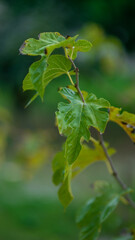 folha, planta, verde, árvore, branco, galho, natureza, flor, fresco, primavera, natural, erva, crescimento, alimento, flora