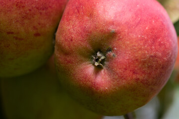 Reife rote Äpfel an einem Apfelbaum bereit zur Ernte und zum pflücken. Es ist Herbst.