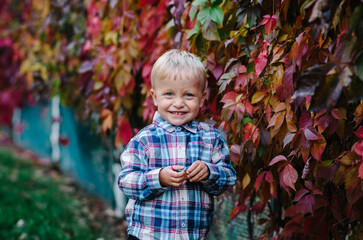 Happy fair-haired little boy in a yellow vest in a sunny autumn park. The child is smiling against the background of red ivy