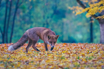 Rotf&uuml;chse im Herbst