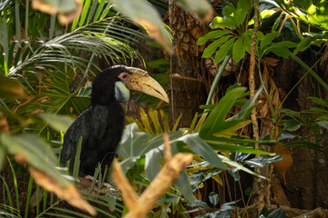 Toucan sits on a branch in the forest, profile