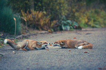 Rotfüchse im Herbst