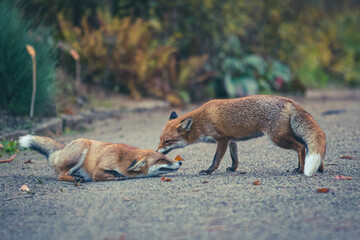 Rotfüchse im Herbst