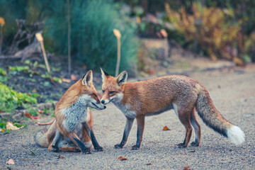 Naklejka premium Rotfüchse im Herbst