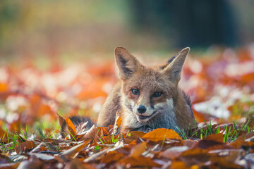 Rotfüchse im Herbst