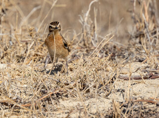 Aves en marismas y humedales