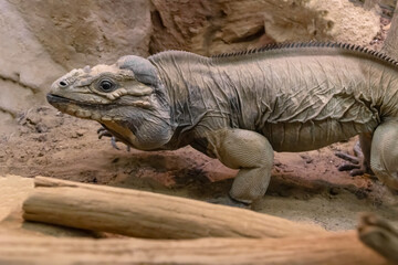 Iguana adult among rocks and logs
