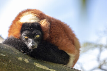 Lemur vari red sits on a tree on a clear sunny day