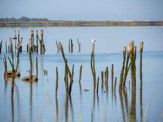 Aves en marismas y humedales