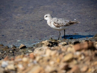 Aves en marismas y humedales