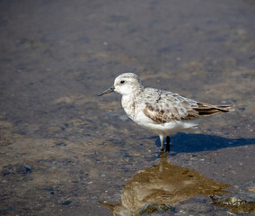 Obraz premium Aves en marismas y humedales