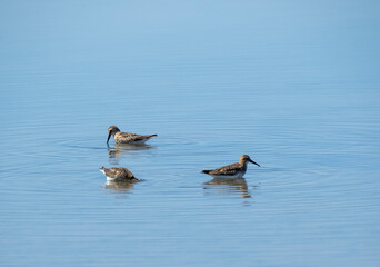 Aves en marismas y humedales