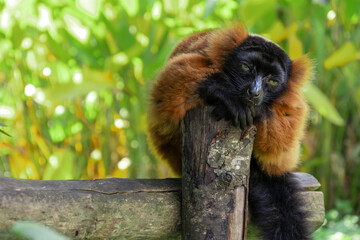 Lemur vari red sits on a log on a clear sunny day