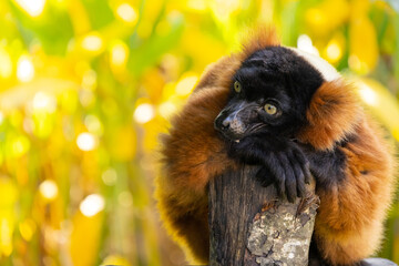 Lemur vari red sits on a tree on a clear sunny day